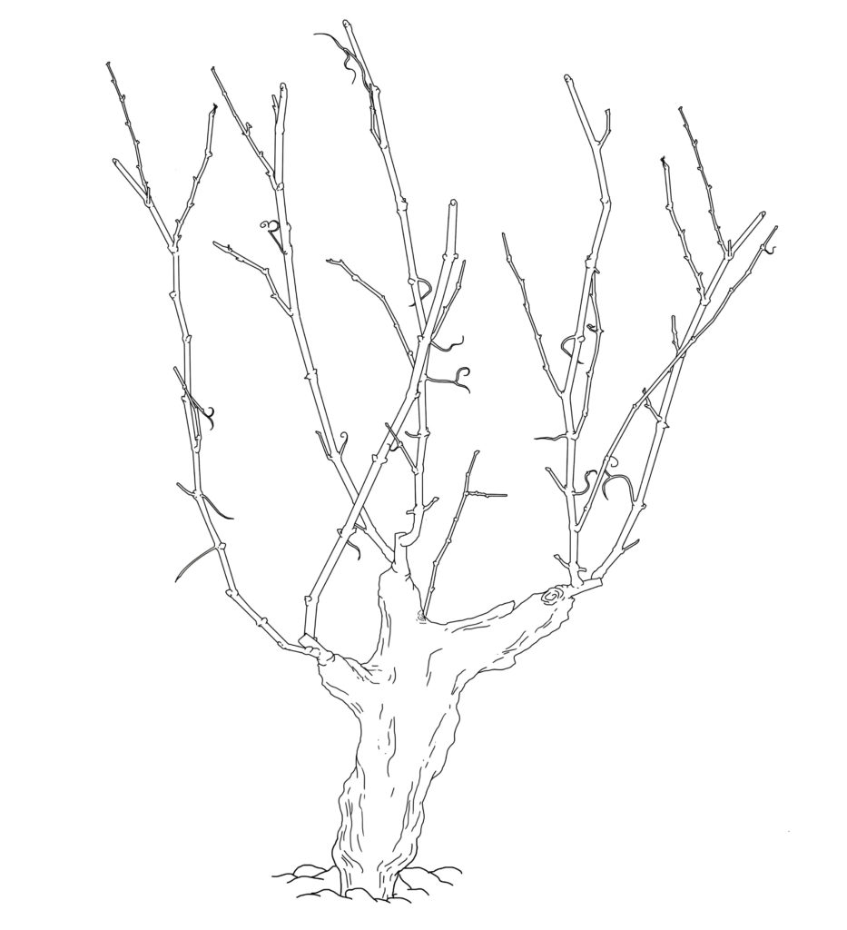 Bush Vine Arte della Vigna