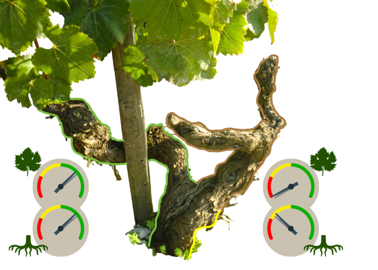 Alberello Arte della Vigna Alberello Arte della Vigna