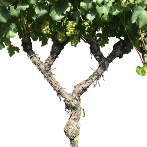 Alberello a Candelabro Ventaglio 4 punti vegetativi Chardonny – Goblet palissez Friuli V.G. – Shrub shape vine with 4 vegetative points Alberello a Ventaglio
