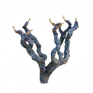 Alberello a Vaso 7 punti vegetativi Borgogna – Goblet avec 7 points vegetativs Bourgogne – Sapling shape vine with 7 brancs Burgundy Alberello a Vaso 7 punti