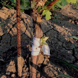Innesto Chip-Bud su pianta di un anno - Greffage a Chip-Bud sur plante jeune - Chip-bud on one year old vine